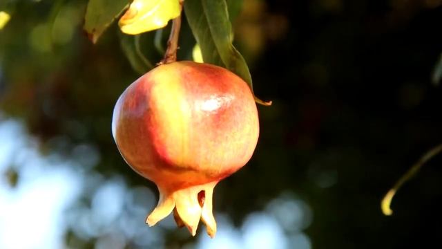 Гранаты - фрукты из Рая смотреть онлайн