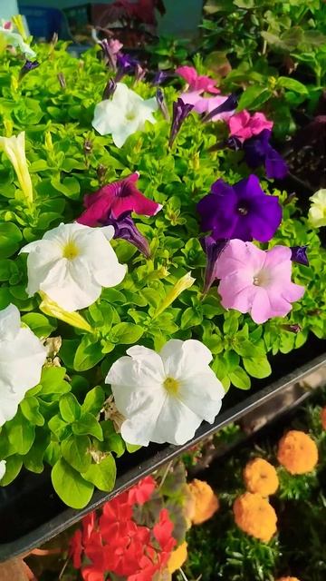 С добрым утром всем!!! #подрастюшино #дача #филимонова #? смотреть онлайн