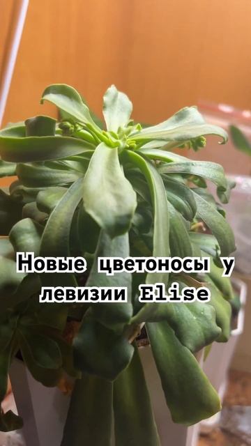 #растения #цветы #левизия смотреть онлайн
