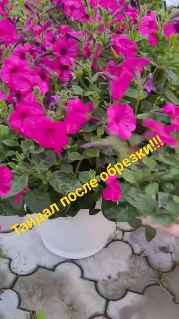 как выглядит петуния Тайдал после омолаживающей стри? смотреть онлайн