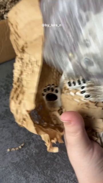 Мой новый вдохновитель Распаковка! смотреть онлайн