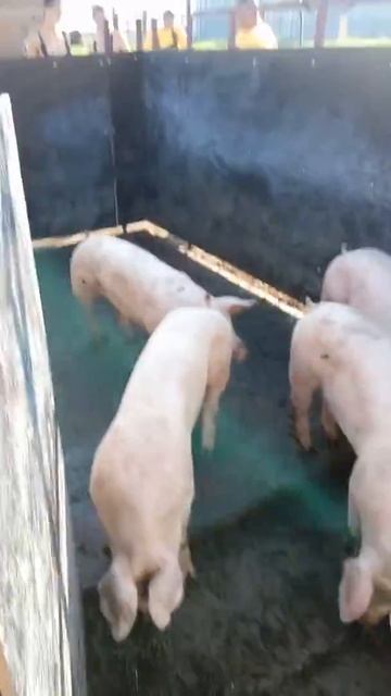 Свиньи калининград чс смотреть онлайн