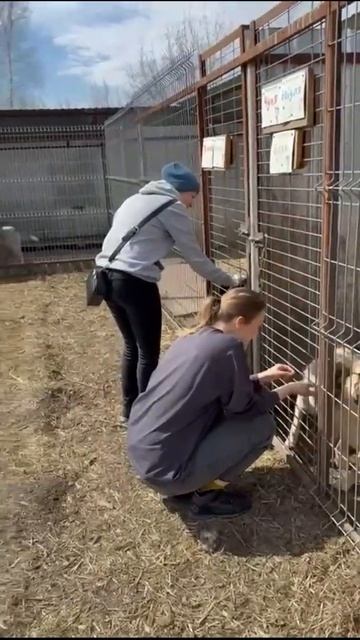 ЛУЧШИЕ МОМЕНТЫ: Собачки, Гости и Много Радости! #помощь смотреть онлайн