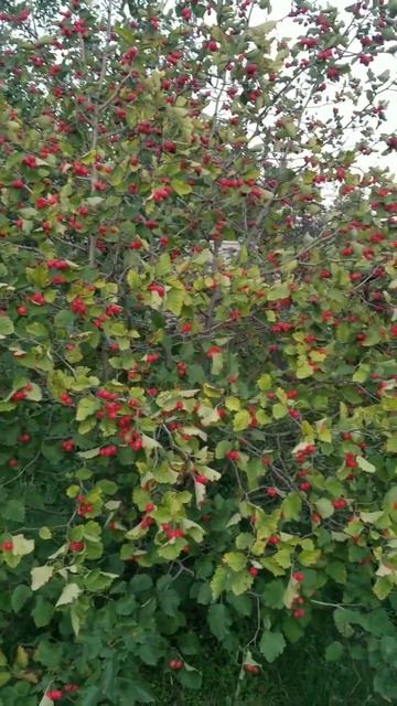 Боярышник #боярышник #сад #плоды #лечениезаболеваний #? смотреть онлайн