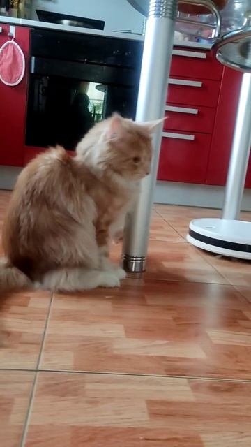 #котики #котята #cat #cats #роботпылесос #приколы #shirts смотреть онлайн