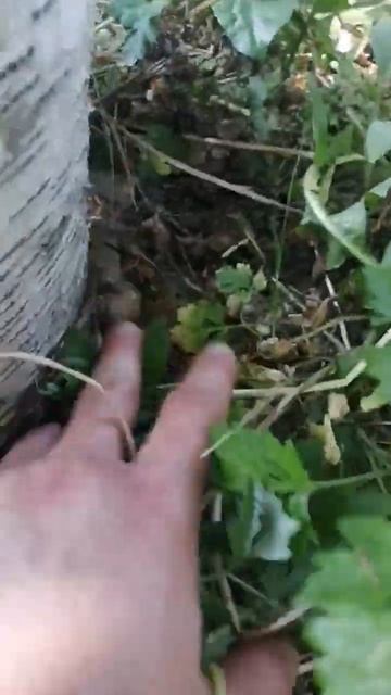 спустя 2 года шиитаке дали старт. смотреть онлайн