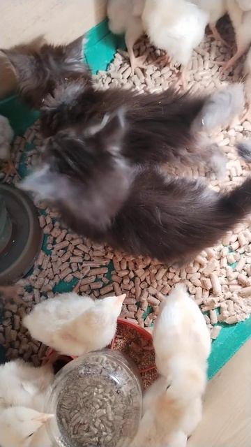 малыши и есть малыши смотреть онлайн