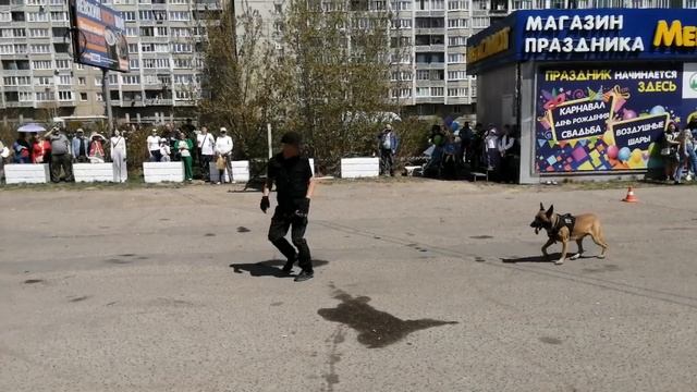 9 МАЯ 2025 ПОКАЗАТЕЛЬНЫЕ ВЫСТУПЛЕНИЯ СОБАК. БЕЛЬГИЙСКИЙ МАЛИНУА - ФОКС смотреть онлайн