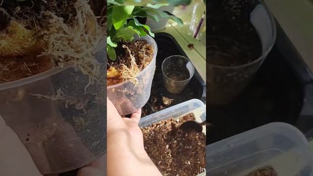 Пересадка папоротника Флебодиум Блю Стар💚#пересадка смотреть онлайн