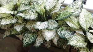 КОРИЦА ДЛЯ КОМНАТНЫХ РАСТЕНИЙ 🌿 5 СПОСОБОВ, О КОТОРЫХ