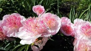 Пион "Жемчужная Россыпь"