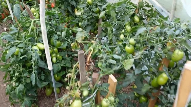 Томат.Крупная слива "Дино". Открытый грунт, 22 августа 202 смотреть онлайн