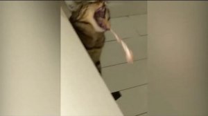 Как блюют коты