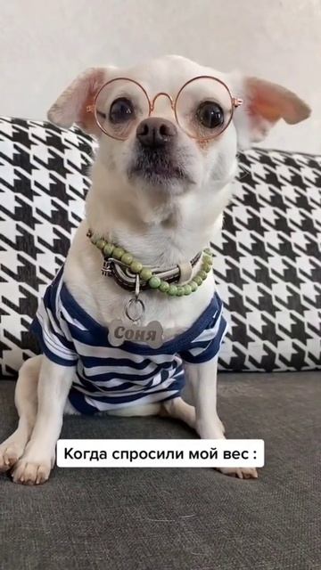 нескромный вопрос про вес #веселыеживотные #облачко #л смотреть онлайн