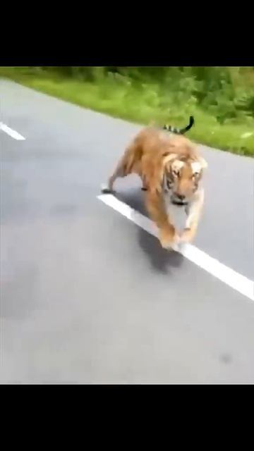 Встреча с Тигром Беги Форест ))) Что делать привстречи смотреть онлайн