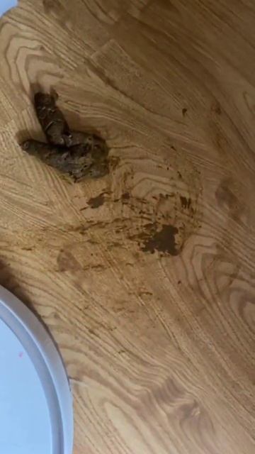 Собака и робот пылесос. Нагадил во время уборки, вся кв смотреть онлайн