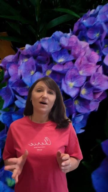 Предлагаю на весну крупнолистные гортензии: САЖЕНЦЫ О смотреть онлайн