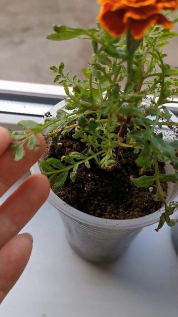 Паутинный клещ сожрал бархатцы😱 #цветы #садоводничес смотреть онлайн