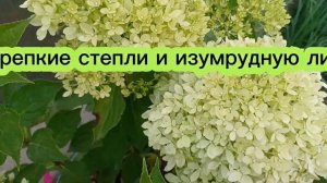 Гортензия Пиксио (Pixio) начало цветения