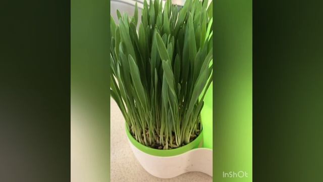 Зелёный смузи ! Готовим 1 минуту смотреть онлайн