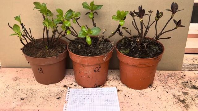 Поторопитесь это сделать! Отправка полуспящих гортен? смотреть онлайн