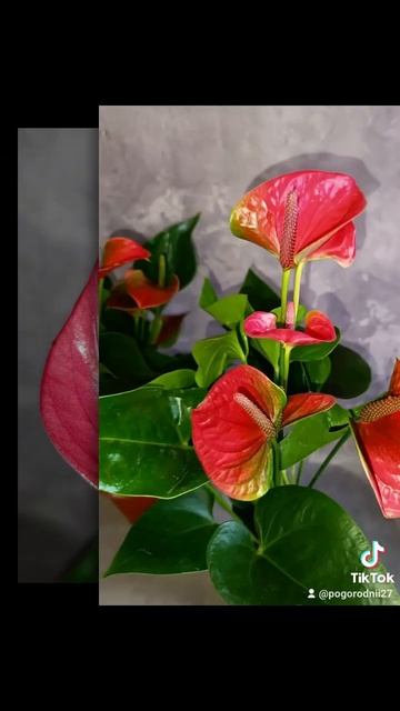 Антуриум Андрэ микс, цена 350 гривен! Бронь в вайбер 0996782 смотреть онлайн