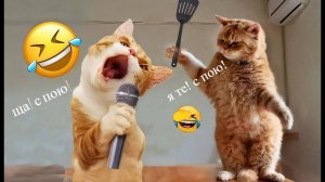 ПРИКОЛЫ С КОШКАМИ🤗 Смешные видео про ЖИВОТНЫХ🤗СМЕШНОЕ ВИДЕО😍 Наши пушистые СМЕШНЫЕ ЖИВОТНЫЕ
