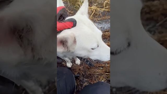 Клад на старом огороде. Девушка камрад смотреть онлайн