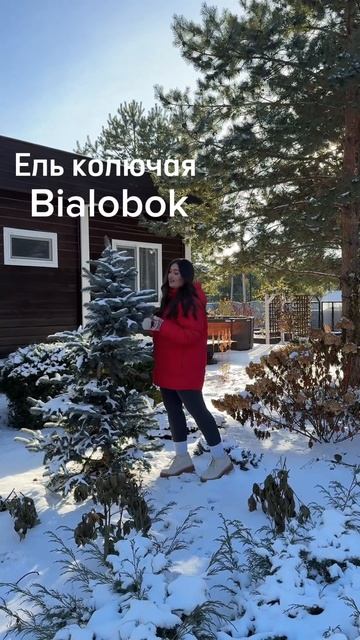 Хорошо зимующие растения на Урале добавят романтики В смотреть онлайн