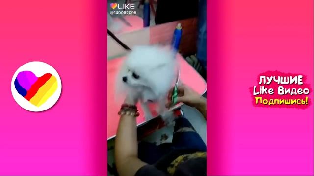 ЛУЧШИЕ ВИДЕО ЛАЙК 2019 Подборка ПРИКОЛЫ Like Самые Няшные и Прикольные Видео смотреть онлайн