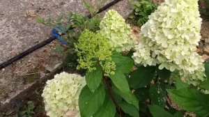 метельчатая гортензия Мохито