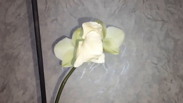 Зачем опылять орхидею смотреть онлайн