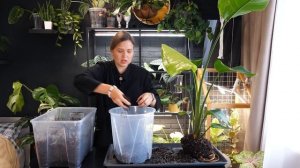 Стрелиция Николая. Пересадка в большой прозрачный гор