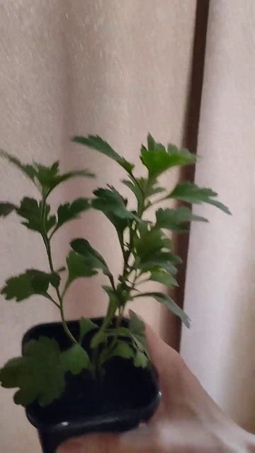 Хризантемы мультифлора - купить в Москве, WhatsApp +7(993)5897329 смотреть онлайн