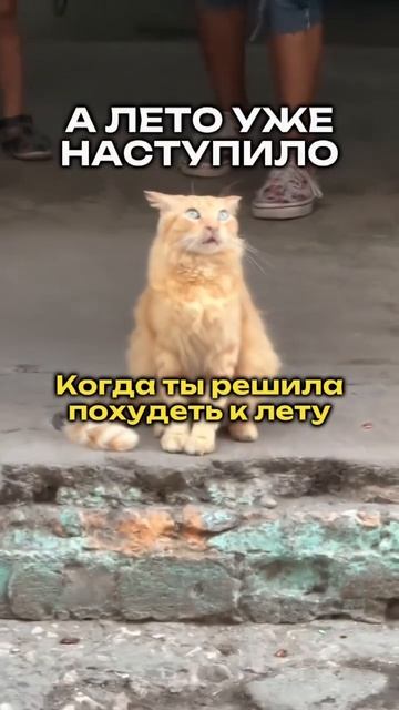 Похудеть к лету😃 #похудение #снижениевеса #cat #юмор #пр смотреть онлайн