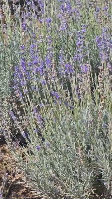 #крым #лаванда #сентябрь смотреть онлайн