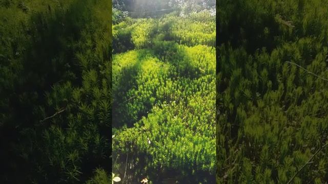 Нижегородские мотивы