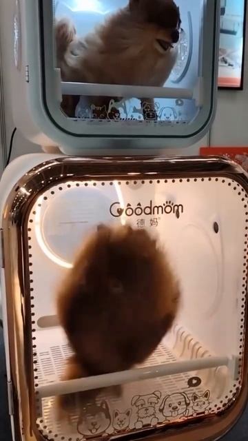 Китайская сушилка для животных🤣🤣🤣#funnyvideo #угар #юмо смотреть онлайн