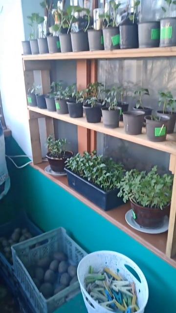 Мини огород на балконе🤗 смотреть онлайн