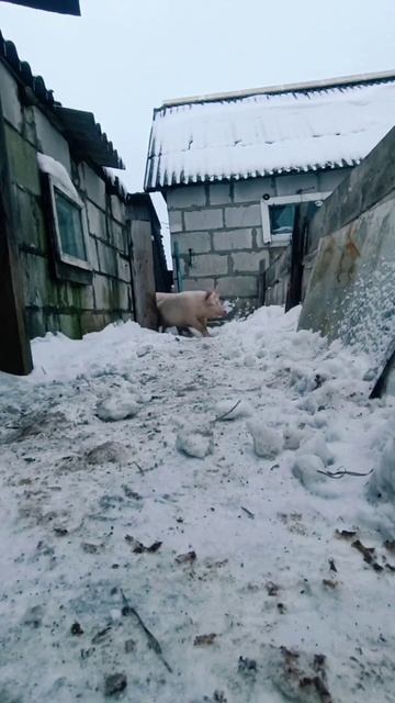 слово свинки свинья на гриле смотреть онлайн