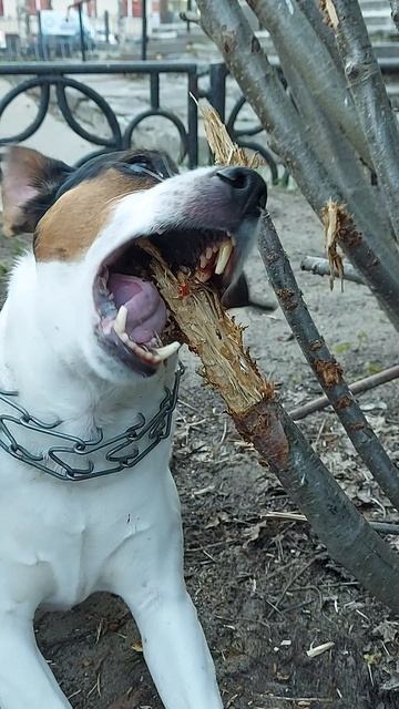 Майк грызёт дерево до крови. Бобёр)