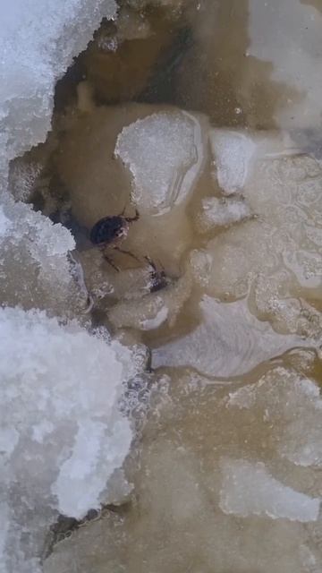 🌪Аэратор🌪 в работе (10.03.2024)#ветряк #своимируками #рыб? смотреть онлайн