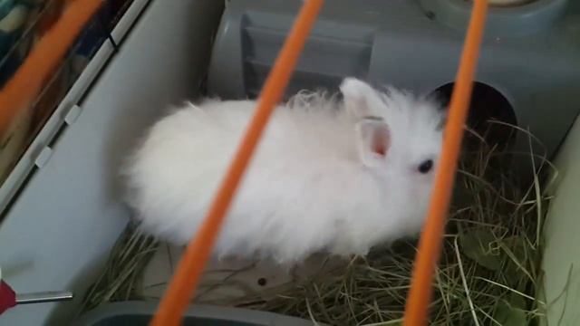 В левом углу клетки КРОЛЬ... КРОЛЕНЬ... КРОЛИК... Смешной кролик смотреть онлайн