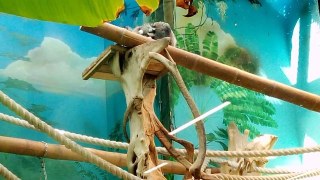 Московский зоопарк. Кошачие лемуры.