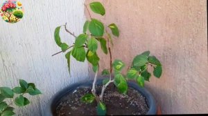 Формировка вариегатной бугенвиллии и результат через