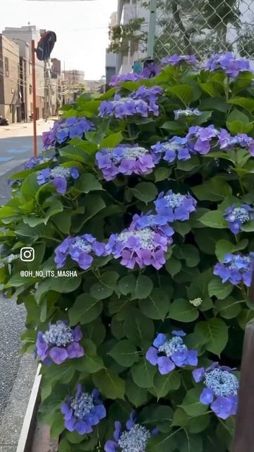 Вместе с наступлением лета в Токио начался сезон горт?