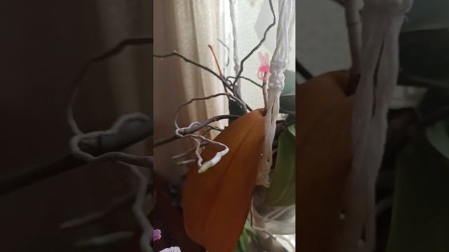 Желание жить. Орхидея фаленопсис Фантом удивил 🤔 смотреть онлайн