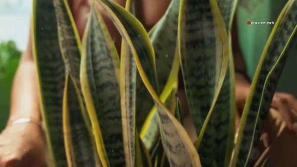 Топ 5 растений для очищения воздуха в квартире