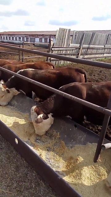 Порода герефорд ООО ПЗ Энергия наши бычки производите смотреть онлайн