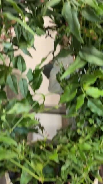 Орхидея во мхе на коре дерева 🌱 Идеи/ примеры 🌱 смотреть онлайн